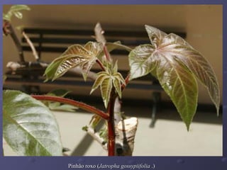 Pinhão roxo (Jatropha gossypiifolia .)

 