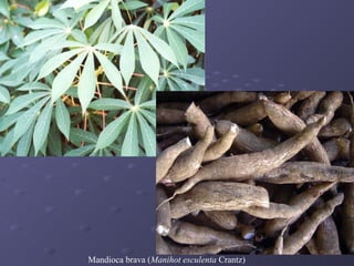 Mandioca brava (Manihot esculenta Crantz)

 