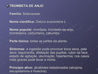 TROMBETA DE ANJO
Família: Solanaceae.
Nome científico: Datura suaveolens L.
Nome popular: trombeta, trombeta-de-anjo,
trombeteira, cartucheira, zabumba.
Parte tóxica: todas as partes da planta.
Sintomas: a ingestão pode provocar boca seca, pele
seca, taquicardia, dilatação das pupilas, rubor da face,
estado de agitação, alucinação, hipertermia; nos casos
mais graves pode levar a morte.
Princípio ativo: alcalóides beladonados (atropina,
escopolamina e hioscina).

 