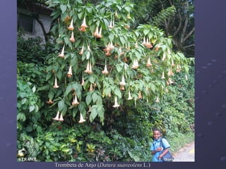 Trombeta de Anjo (Datura suaveolens L.)

 