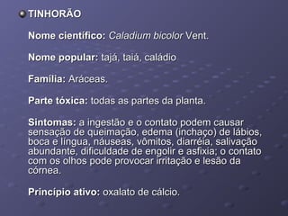 TINHORÃO
Nome científico: Caladium bicolor Vent.
Nome popular: tajá, taiá, caládio
Família: Aráceas.
Parte tóxica: todas as partes da planta.
Sintomas: a ingestão e o contato podem causar
sensação de queimação, edema (inchaço) de lábios,
boca e língua, náuseas, vômitos, diarréia, salivação
abundante, dificuldade de engolir e asfixia; o contato
com os olhos pode provocar irritação e lesão da
córnea.
Princípio ativo: oxalato de cálcio.

 