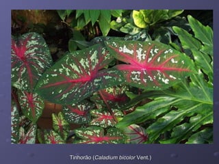 Tinhorão (Caladium bicolor Vent.)

 
