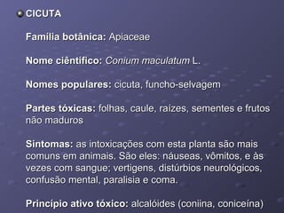 CICUTA

Família botânica: Apiaceae
Nome ciêntífico: Conium maculatum L.
Nomes populares: cicuta, funcho-selvagem
Partes tóxicas: folhas, caule, raízes, sementes e frutos
não maduros
Sintomas: as intoxicações com esta planta são mais
comuns em animais. São eles: náuseas, vômitos, e às
vezes com sangue; vertigens, distúrbios neurológicos,
confusão mental, paralisia e coma.
Princípio ativo tóxico: alcalóides (coniina, coniceína)

 
