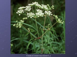 Cicuta (Conium maculatum L.)

 