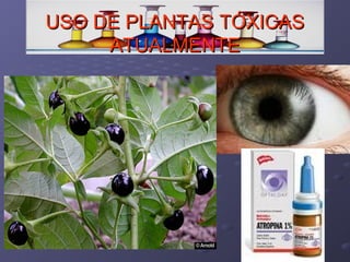 USO DE PLANTAS TÓXICAS
ATUALMENTE

 