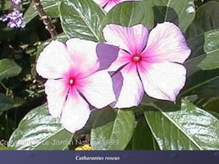Catharantus roseus

 