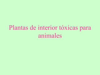 Plantas de interior tóxicas para
animales
 