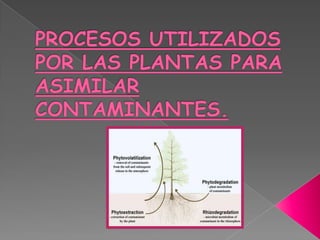 Procesos utilizados por las plantas para asimilar contaminantes.,[object Object]