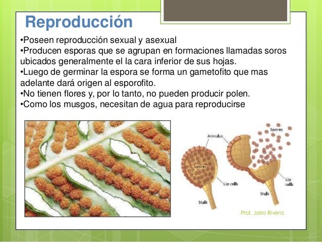 Abedul Minecraftpedia Fandom