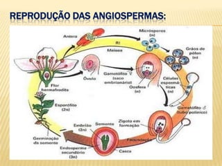 Reprodução das Angiospermas: