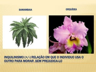 inquilinismo (+/-) relação em que o individuo usa o outro para morar ,sem prejudica-loOrquídeasamambaia