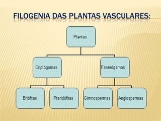 FiLOGENIA DAS PLANTAS VASCULARES: