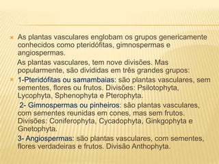 As plantas vasculares englobam os grupos genericamente conhecidos como pteridófitas, gimnospermas e angiospermas.    As plantas vasculares, tem nove divisões. Mas popularmente, são divididas em três grandes grupos:1-Pteridófitas ou samambaias: são plantas vasculares, sem sementes, flores ou frutos. Divisões: Psilotophyta, Lycophyta, Sphenophyta e Pterophyta.     2- Gimnospermas ou pinheiros: são plantas vasculares, com sementes reunidas em cones, mas sem frutos. Divisões: Coniferophyta, Cycadophyta, Ginkgophyta e Gnetophyta.3- Angiospermas: são plantas vasculares, com sementes, flores verdadeiras e frutos. Divisão Anthophyta.
