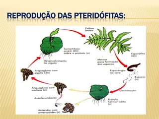 Reprodução das pteridófitas: