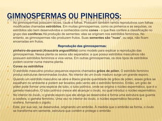 Gimnospermas ou pinheiros:As gimnospermas possuem raízes, caule e folhas. Possuem também ramos reprodutivos com folhas modificadas chamadas estróbilos. Em muitas gimnospermas, como os pinheiros e as sequóias, os estróbilos são bem desenvolvidos e conhecidos como cones - o que lhes confere a classificação no grupo das coníferas.Há produção de sementes: elas se originam nos estróbilos femininos. No entanto, as gimnospermas não produzem frutos. Suas sementes são "nuas", ou seja, não ficam encerradas em frutos. Reprodução das gimnospermas:pinheiro-do-paraná (Araucária angustifólia) como modelo para explicar a reprodução das gimnospermas. Nessa planta os sexos são separados: a que possui estróbilos masculinos não possuem estróbilos femininos e vice-versa. Em outras gimnospermas, os dois tipos de estróbilos podem ocorrer numa mesma planta.Cones ou estróbilosO estróbilo masculino produz pequenos esporos chamados grãos de pólen. O estróbilo feminino produz estruturas denominadas óvulos. No interior de um óvulo maduro surge um grande esporo.Quando um estróbilo masculino se abre e libera grande quantidade de grãos de pólen, esses grãos se espalham no ambiente e podem ser levados pelo vento até o estróbilo feminino. Então, um grão de pólen pode formar uma espécie de tubo, o tubo polínico, onde se origina o núcleo espermático, que é o gameta masculino. O tubo polínico cresce até alcançar o óvulo, no qual introduz o núcleo espermático.No interior do óvulo, o grande esporo que ele abriga se desenvolve e forma uma estrutura que guarda a oosfera, o gameta feminino. Uma vez no interior do óvulo, o núcleo espermático fecunda a oosfera, formando o zigoto. Este, por sua vez, se desenvolve, originando um embrião. À medida que o embrião se forma, o óvulo se transforma em semente, estrutura que contém e protege o embrião