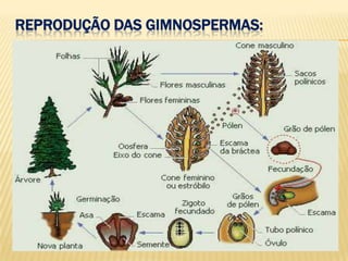 Reprodução das gimnospermas: