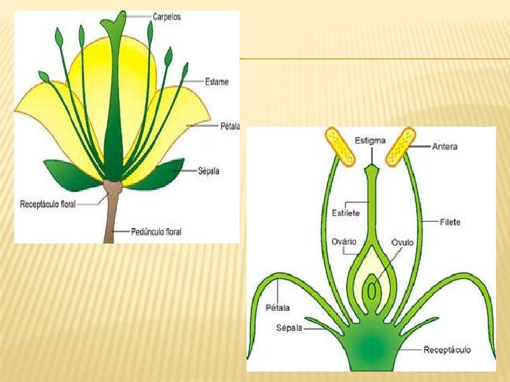 Qual A Diferença Entre Plantas Vasculares E Avasculares