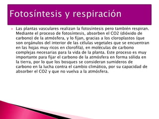    Las plantas vasculares realizan la fotosíntesis pero también respiran.
    Mediante el proceso de fotosíntesis, absorben el CO2 (dióxido de
    carbono) de la atmósfera, y lo fijan, gracias a los cloroplastos (que
    son orgánulos del interior de las células vegetales que se encuentran
    en las hojas muy ricos en clorofila), en moléculas de carbono
    complejas necesarias para la vida de la planta. Este proceso es muy
    importante para fijar el carbono de la atmósfera en forma sólida en
    la tierra, por lo que los bosques se consideran sumideros de
    carbono en la lucha contra el cambio climático, por su capacidad de
    absorber el CO2 y que no vuelva a la atmósfera.
 