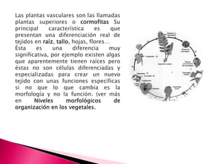 Las plantas vasculares son las llamadas
plantas superiores o cormofitas Su
principal     característica     es    que
presentan una diferenciación real de
tejidos en raíz, tallo, hojas, flores…
Ésta     es    una      diferencia    muy
significativa, por ejemplo existen algas
que aparentemente tienen raíces pero
éstas no son células diferenciadas y
especializadas para crear un nuevo
tejido con unas funciones específicas
si no que lo que cambia es la
morfología y no la función. (ver más
en      Niveles      morfológicos       de
organización en los vegetales.
 