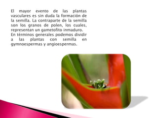 El mayor evento de las plantas
vasculares es sin duda la formación de
la semilla. La contraparte de la semilla
son los granos de polen, los cuales,
representan un gametofito inmaduro.
En términos generales podemos dividir
a las plantas con semilla en
gymnoespermas y angioespermas.
 