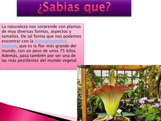 La naturaleza nos sorprende con plantas
de muy diversas formas, aspectos y
tamaños. De tal forma que nos podemos
encontrar con la Amorphophallus
titanum, que es la flor más grande del
mundo, con un peso de unos 75 kilos.
Además, pasa también por ser una de
las más pestilentes del mundo vegetal.
 