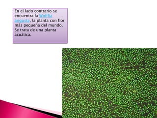 En el lado contrario se
encuentra la Wolffia
angusta, la planta con flor
más pequeña del mundo.
Se trata de una planta
acuática.
 