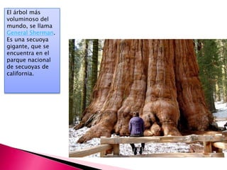 El árbol más
voluminoso del
mundo, se llama
General Sherman.
Es una secuoya
gigante, que se
encuentra en el
parque nacional
de secuoyas de
california.
 