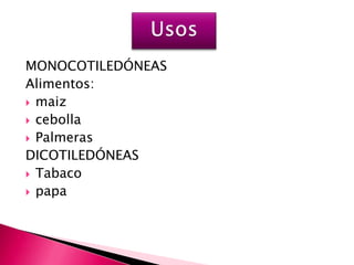 MONOCOTILEDÓNEAS
Alimentos:
 maiz
 cebolla
 Palmeras
DICOTILEDÓNEAS
 Tabaco
 papa
 