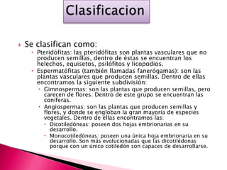    Se clasifican como:
      Pteridófitas: las pteridófitas son plantas vasculares que no
       producen semillas, dentro de éstas se encuentran los
       helechos, equisetos, psilófitos y licopodios.
      Espermatófitas (también llamadas fanerógamas): son las
       plantas vasculares que producen semillas. Dentro de ellas
       encontramos la siguiente subdivisión:
        Gimnospermas: son las plantas que producen semillas, pero
         carecen de flores. Dentro de este grupo se encuentran las
         coníferas.
        Angiospermas: son las plantas que producen semillas y
         flores, y donde se engloban la gran mayoría de especies
         vegetales. Dentro de ellas encontramos las:
          Dicotiledóneas: poseen dos hojas embrionarias en su
           desarrollo.
          Monocotiledóneas: poseen una única hoja embrionaria en su
           desarrollo. Son más evolucionadas que las dicotilédonas
           porque con un único cotiledón son capaces de desarrollarse.
 