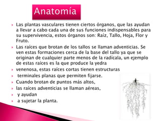    Las plantas vasculares tienen ciertos órganos, que las ayudan
    a llevar a cabo cada una de sus funciones indispensables para
    su supervivencia, estos órganos son: Raíz, Tallo, Hoja, Flor y
    Fruto.
   Las raíces que brotan de los tallos se llaman adventicias. Se
    ven estas formaciones cerca de la base del tallo ya que se
    originan de cualquier parte menos de la radícala, un ejemplo
    de estas raíces es la que produce la yedra
   venenosa, estas raíces cortas tienen estructuras
    terminales planas que permiten fijarse.
   Cuando brotan de puntos más altos,
   las raíces adventicias se llaman aéreas,
    y ayudan
    a sujetar la planta.
 