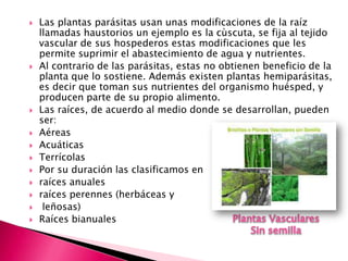    Las plantas parásitas usan unas modificaciones de la raíz
    llamadas haustorios un ejemplo es la cùscuta, se fija al tejido
    vascular de sus hospederos estas modificaciones que les
    permite suprimir el abastecimiento de agua y nutrientes.
   Al contrario de las parásitas, estas no obtienen beneficio de la
    planta que lo sostiene. Además existen plantas hemiparásitas,
    es decir que toman sus nutrientes del organismo huésped, y
    producen parte de su propio alimento.
   Las raíces, de acuerdo al medio donde se desarrollan, pueden
    ser:
   Aéreas
   Acuáticas
   Terrícolas
   Por su duración las clasificamos en
   raíces anuales
   raíces perennes (herbáceas y
    leñosas)
   Raíces bianuales
 