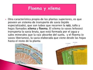 Floema y xilema

   Otra característica propia de las plantas superiores, es que
    poseen un sistema de transporte de savia (tejido
    especializado), que son tubos que recorren la raíz, tallo y
    hojas llamados xilema y floema. El xilema (o vasos leñosos)
    transporta la savia bruta, que está formada por el agua y
    sales minerales que la raíz absorbe del suelo, y el floema (o
    vasos liberianos), la savia elaborada que viene desde las hojas
    hasta el resto de la planta
 