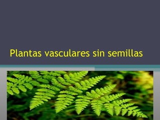 Plantas vasculares sin semillas 
 
