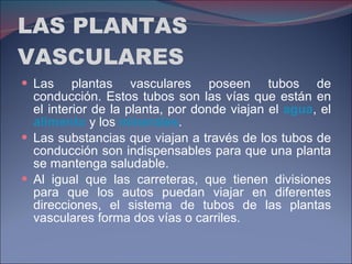 LAS PLANTAS VASCULARES Las plantas vasculares poseen tubos de conducción. Estos tubos son las vías que están en el interior de la planta, por donde viajan el  agua , el  alimento  y los  minerales .  Las substancias que viajan a través de los tubos de conducción son indispensables para que una planta se mantenga saludable. Al igual que las carreteras, que tienen divisiones para que los autos puedan viajar en diferentes direcciones, el sistema de tubos de las plantas vasculares forma dos vías o carriles. 
