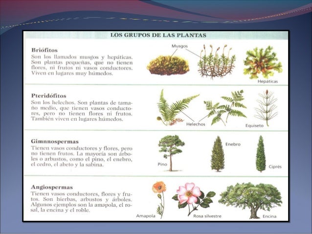 Plantas vasculares y no vasculares
