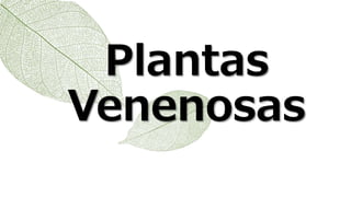Plantas
Venenosas
 