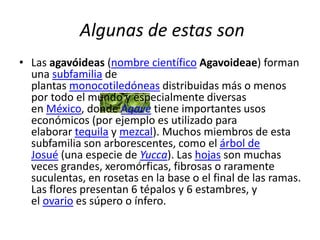 Algunas de estas son
• Las agavóideas (nombre científico Agavoideae) forman
una subfamilia de
plantas monocotiledóneas distribuidas más o menos
por todo el mundo y especialmente diversas
en México, donde Agave tiene importantes usos
económicos (por ejemplo es utilizado para
elaborar tequila y mezcal). Muchos miembros de esta
subfamilia son arborescentes, como el árbol de
Josué (una especie de Yucca). Las hojas son muchas
veces grandes, xeromórficas, fibrosas o raramente
suculentas, en rosetas en la base o el final de las ramas.
Las flores presentan 6 tépalos y 6 estambres, y
el ovario es súpero o ínfero.
 