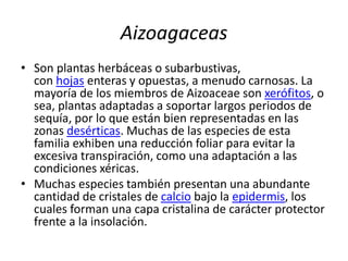 Aizoagaceas
• Son plantas herbáceas o subarbustivas,
con hojas enteras y opuestas, a menudo carnosas. La
mayoría de los miembros de Aizoaceae son xerófitos, o
sea, plantas adaptadas a soportar largos periodos de
sequía, por lo que están bien representadas en las
zonas desérticas. Muchas de las especies de esta
familia exhiben una reducción foliar para evitar la
excesiva transpiración, como una adaptación a las
condiciones xéricas.
• Muchas especies también presentan una abundante
cantidad de cristales de calcio bajo la epidermis, los
cuales forman una capa cristalina de carácter protector
frente a la insolación.
 