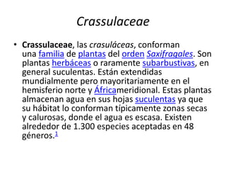 Crassulaceae
• Crassulaceae, las crasuláceas, conforman
una familia de plantas del orden Saxifragales. Son
plantas herbáceas o raramente subarbustivas, en
general suculentas. Están extendidas
mundialmente pero mayoritariamente en el
hemisferio norte y Áfricameridional. Estas plantas
almacenan agua en sus hojas suculentas ya que
su hábitat lo conforman típicamente zonas secas
y calurosas, donde el agua es escasa. Existen
alrededor de 1.300 especies aceptadas en 48
géneros.1
 
