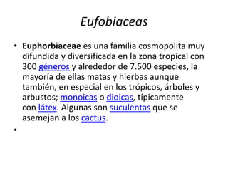 Eufobiaceas
• Euphorbiaceae es una familia cosmopolita muy
difundida y diversificada en la zona tropical con
300 géneros y alrededor de 7.500 especies, la
mayoría de ellas matas y hierbas aunque
también, en especial en los trópicos, árboles y
arbustos; monoicas o dioicas, típicamente
con látex. Algunas son suculentas que se
asemejan a los cactus.
•
 