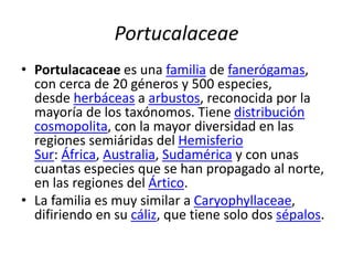 Portucalaceae
• Portulacaceae es una familia de fanerógamas,
con cerca de 20 géneros y 500 especies,
desde herbáceas a arbustos, reconocida por la
mayoría de los taxónomos. Tiene distribución
cosmopolita, con la mayor diversidad en las
regiones semiáridas del Hemisferio
Sur: África, Australia, Sudamérica y con unas
cuantas especies que se han propagado al norte,
en las regiones del Ártico.
• La familia es muy similar a Caryophyllaceae,
difiriendo en su cáliz, que tiene solo dos sépalos.
 