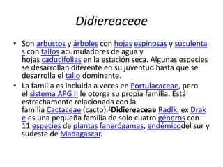 Didiereaceae
• Son arbustos y árboles con hojas espinosas y suculenta
s con tallos acumuladores de agua y
hojas caducifolias en la estación seca. Algunas especies
se desarrollan diferente en su juventud hasta que se
desarrolla el tallo dominante.
• La familia es incluida a veces en Portulacaceae, pero
el sistema APG II le otorga su propia familia. Está
estrechamente relacionada con la
familia Cactaceae (cacto).1Didiereaceae Radlk. ex Drak
e es una pequeña familia de solo cuatro géneros con
11 especies de plantas fanerógamas, endémicodel sur y
sudeste de Madagascar.
 
