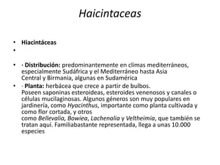 Haicintaceas
• Hiacintáceas
•
• · Distribución: predominantemente en climas mediterráneos,
especialmente Sudáfrica y el Mediterráneo hasta Asia
Central y Birmania, algunas en Sudamérica
• · Planta: herbácea que crece a partir de bulbos.
Poseen saponinas esteroideas, esteroides venenosos y canales o
células mucilaginosas. Algunos géneros son muy populares en
jardinería, como Hyacinthus, importante como planta cultivada y
como flor cortada, y otros
como Bellevalia, Bowiea, Lachenalia y Veltheimia, que también se
tratan aquí. Familiabastante representada, llega a unas 10.000
especies
 