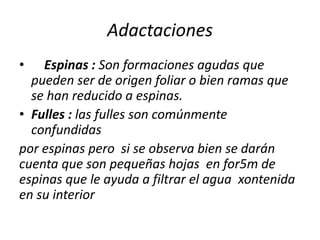 Adactaciones
• Espinas : Son formaciones agudas que
pueden ser de origen foliar o bien ramas que
se han reducido a espinas.
• Fulles : las fulles son comúnmente
confundidas
por espinas pero si se observa bien se darán
cuenta que son pequeñas hojas en for5m de
espinas que le ayuda a filtrar el agua xontenida
en su interior
 