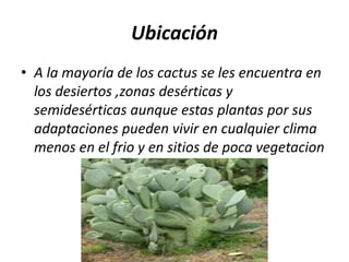Ubicación
• A la mayoría de los cactus se les encuentra en
los desiertos ,zonas desérticas y
semidesérticas aunque estas plantas por sus
adaptaciones pueden vivir en cualquier clima
menos en el frio y en sitios de poca vegetacion
 