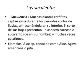 Las suculentas
• Suculencia : Muchas plantas xerófitas
captan agua durante los periodos cortos de
lluvias, almacenándola en su interior. El corte
de sus hojas presentan un aspecto carnoso o
suculento (de ahí su nombre) y muchas veces
gelatinoso.
• Ejemplos: Áloe sp. conocido como Áloe, Ágave
americana o pita.
 