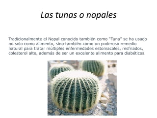 Las tunas o nopales
Tradicionalmente el Nopal conocido también como “Tuna” se ha usado
no solo como alimento, sino también como un poderoso remedio
natural para tratar múltiples enfermedades estomacales, resfriados,
colesterol alto, además de ser un excelente alimento para diabéticos.
 