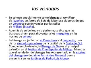 las visnagas
• Se conoce popularmente como biznaga al ramillete
de jazmines en forma de bola de laboriosa elaboración que
en veranose suelen vender por las calles
de Málaga (España).
• Además de su belleza y su perfume, se dice que las
biznagas sirven para ahuyentar a los mosquitos en las
noches de verano.
• La biznaga es, junto con el Cenachero y el boquerón, uno
de los símbolos populares de la capital de la Costa del Sol.
Como ejemplo de ello, la Biznaga de Oro es el principal
galardón en el Festival de Cine Español de Málaga. Mientras
que el vendedor de biznagas fue representado en la estatua
del biznaguero de Jaime Fernández Pimentel que se
encuentra en los Jardines de Pedro Luis Alonso.
 