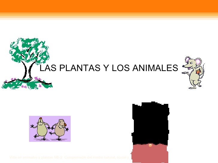 Plantas Y Animales Plantas Y Animales