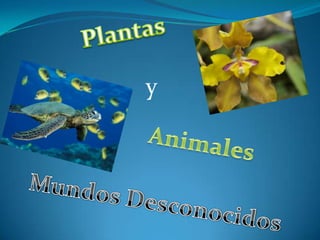 Plantas  y Animales Mundos Desconocidos 
